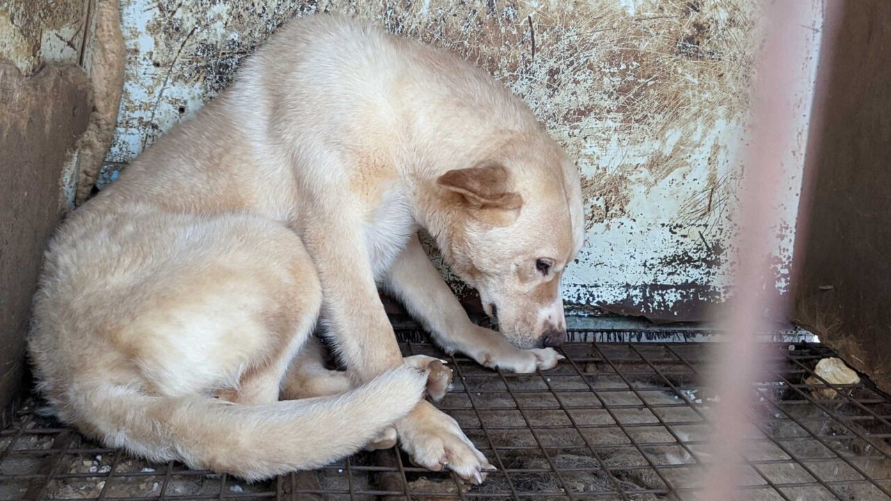 Dog in a cage at a dog meat farm in Korea