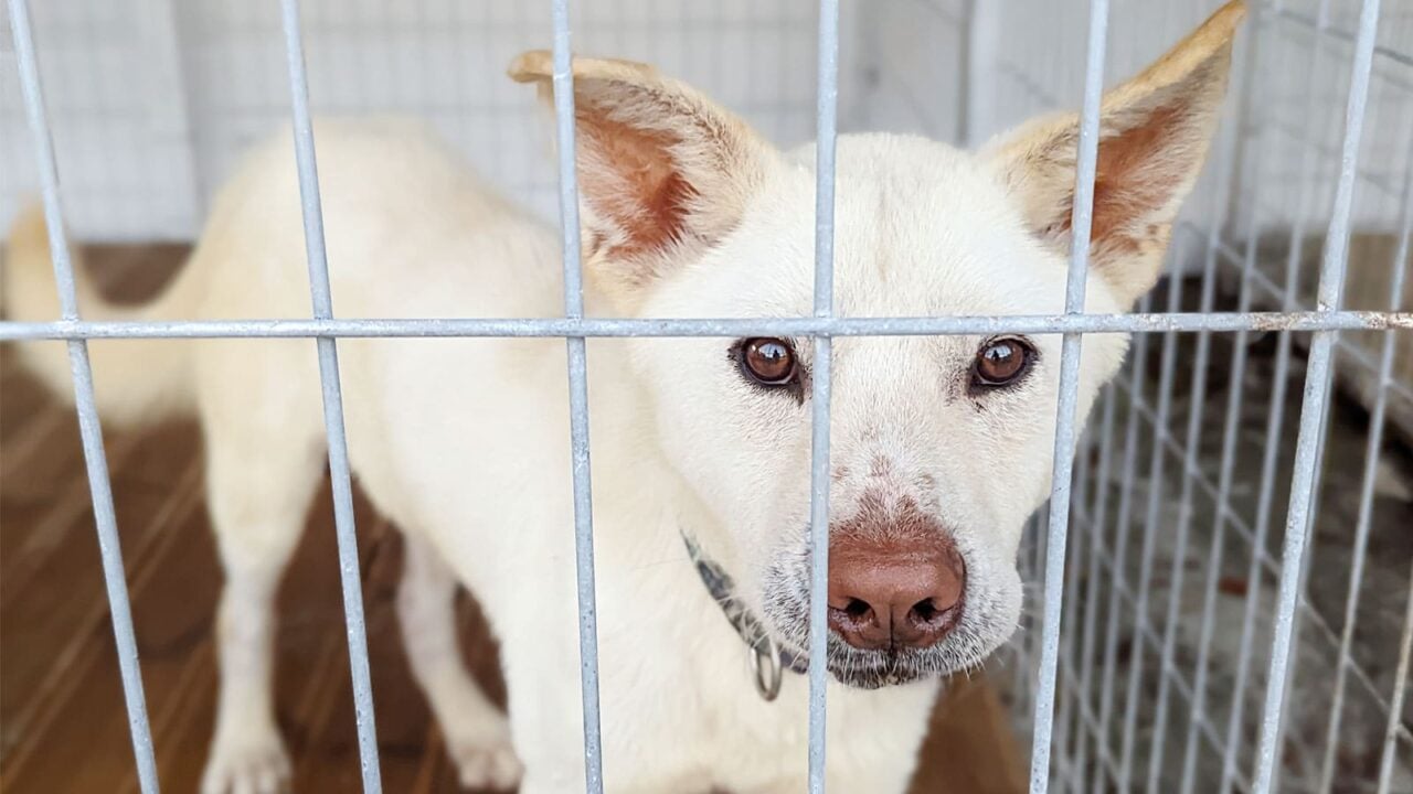 Dog in a shelter rescued from the dog meat trade in Korea